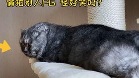 娱乐圈吃瓜猫,揭秘吃瓜猫背后的娱乐真相