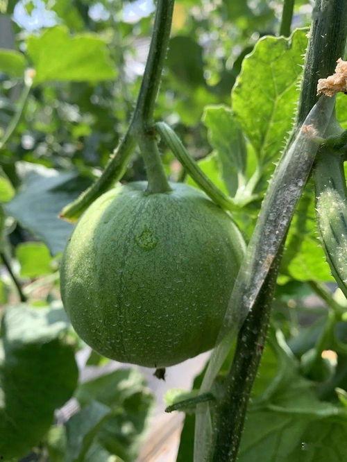 吃瓜的娱乐号,吃瓜群众视角下的明星幕后故事